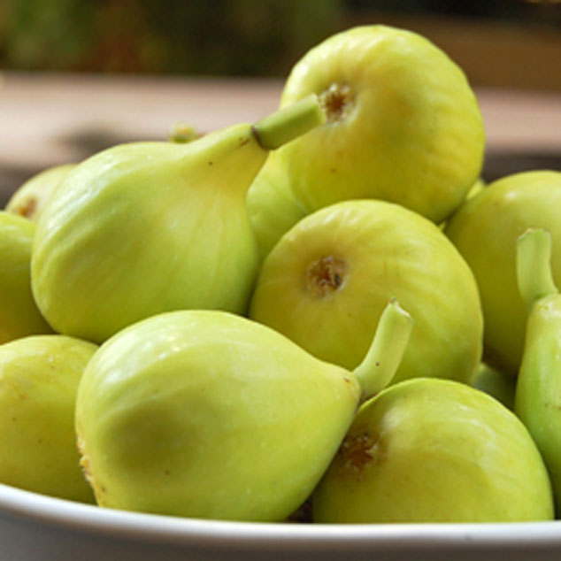 エカチェリーナイチジク4種セット エカチェリーナ様専用イチジク4種セット 鉢植え栽培セット