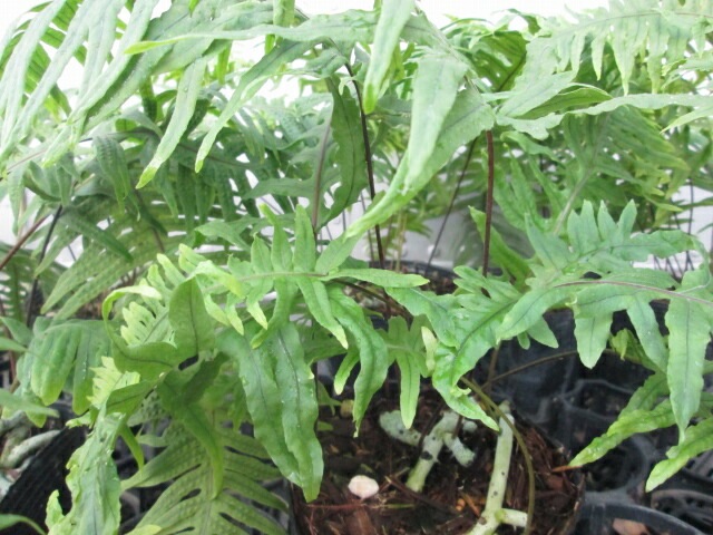 台湾アオネカズラ | | シダ類,シダ基本種 | 四国ガーデン株式会社