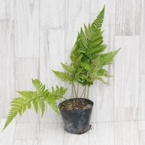 シダ類 | 四国ガーデン株式会社