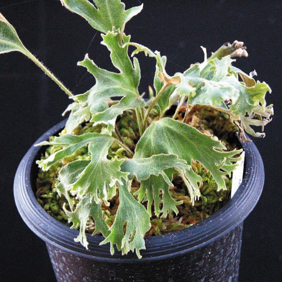 獅子葉モミジヒトツバ | | シダ類,シダ選抜品種 | 四国ガーデン株式会社