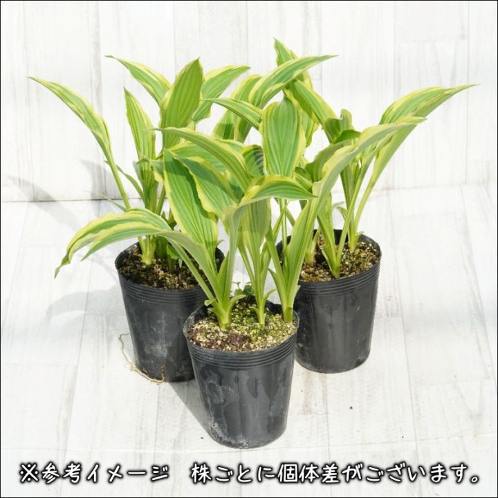 タチギボウシ「津軽錦」4号ロングポット | | ホスタ（ギボウシ