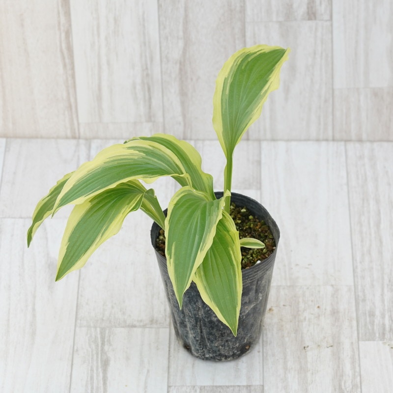 タチギボウシ「津軽錦」4号ロングポット | | ホスタ（ギボウシ