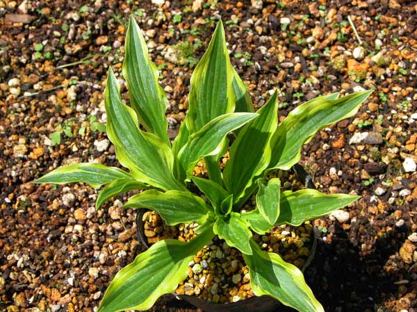 タチギボウシ「津軽錦」4号ロングポット | | ホスタ（ギボウシ