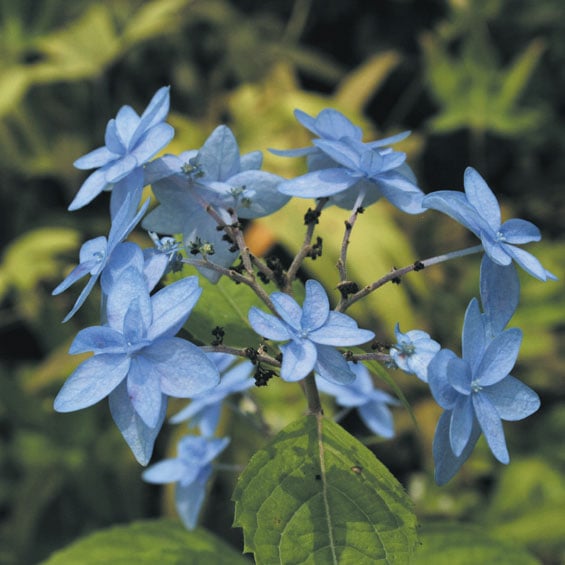 2025ǯָ߳եޥȬš 3(9cm)ݥå