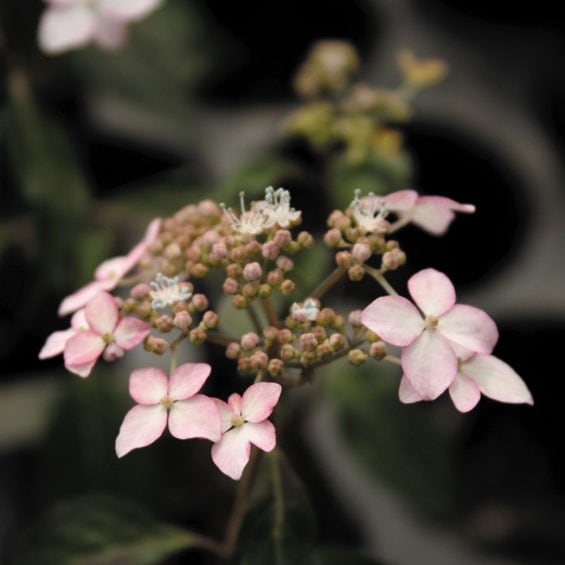 ��2025ǯ���ָ����߳��ե�ޥ��������ֹȷ��� 3��(9cm)�ݥå�