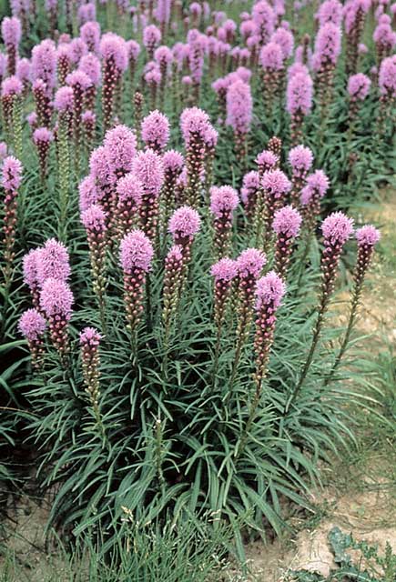 宿根草】リアトリス「フロリスタン・ヴァイオレット」 5号(15cm)ポット