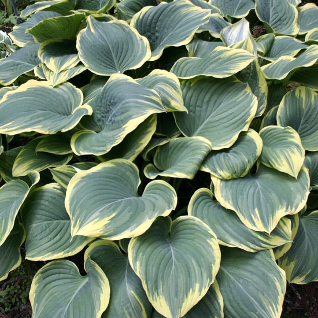 �ۥ����֥������� 4��(12cm)�ݥåȡ����������� 