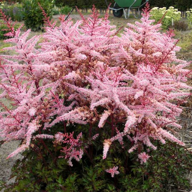 パルナシウス・アクデステス（チベット産、 オス） バイカラーアンデシン オーバルカット チベット産 1.73ct