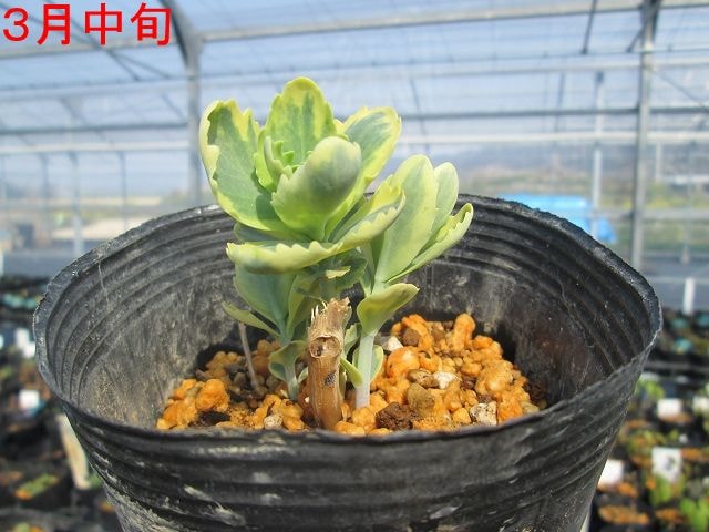 【お問合せ・確認用】植物全般（多肉、球根、水草、熱帯植物等） この植物は、紙のような緑色の球根と、上から生えてくる「草」を持っ