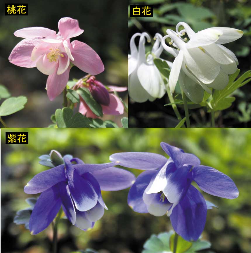 山野草】深山オダマキ 3種セット ※今季開花終了 | | お買い得セット