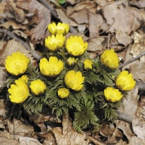 山野草　色丹固有種　カタオカソウ　12ｃｍポット2個セット 楽天市場】ヒダカソウ 3号 【高山植物系】 【山野草】 : 石田精華園