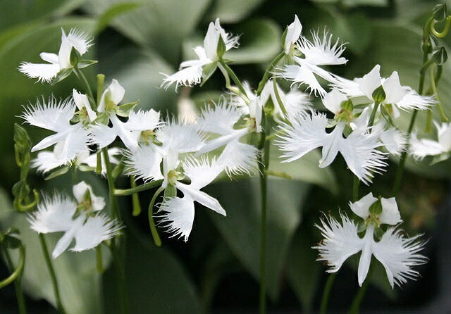 �ڻ�����ۥ������������աˡ�30��