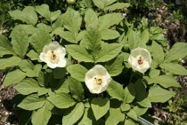 �ڻ�����ۥ�ޥ��㥯�䥯�Ϸ������10��