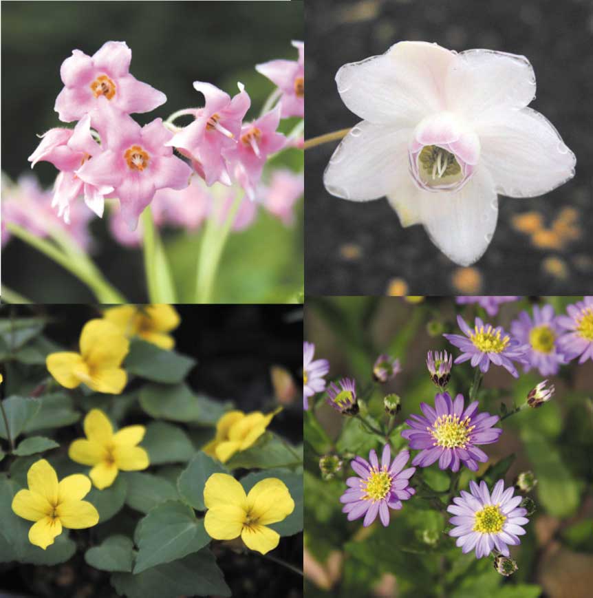 山野草】季節の山野草セット(10種10株) | | お買い得セット | 四国