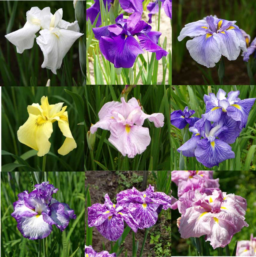 tamran花菖蒲５株同梱(五月晴、千歳、稚児化粧、豊太閤、小笹川) tamran様専用花菖蒲5株同梱(五月晴、千歳、稚児化粧、豊太閤