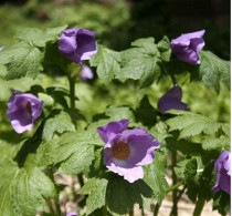 �ڻ�����ۥ���ͥ������Ϸ������10��