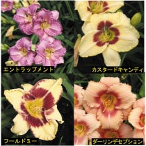 �ڽɺ���ۥإ�����ꥹ500���꡼����4�糧�å�