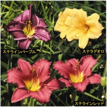 �ڽɺ���ۥإ�����ꥹ���ƥ饷�꡼����3���2�ݥåȥ��å�