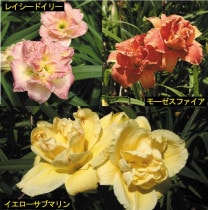 �ڽɺ���ۥإ�����ꥹȬ�ź顡3���2�ݥåȥ��å�