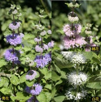 �ڻ�����ۥ��󥮥���3��6�ݥåȥ��å�