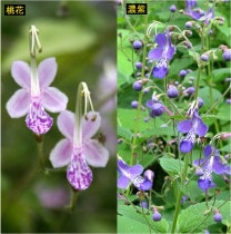 �ڻ�����ۥ��ꥬ�ͥ�����2���2�ݥåȥ��å�