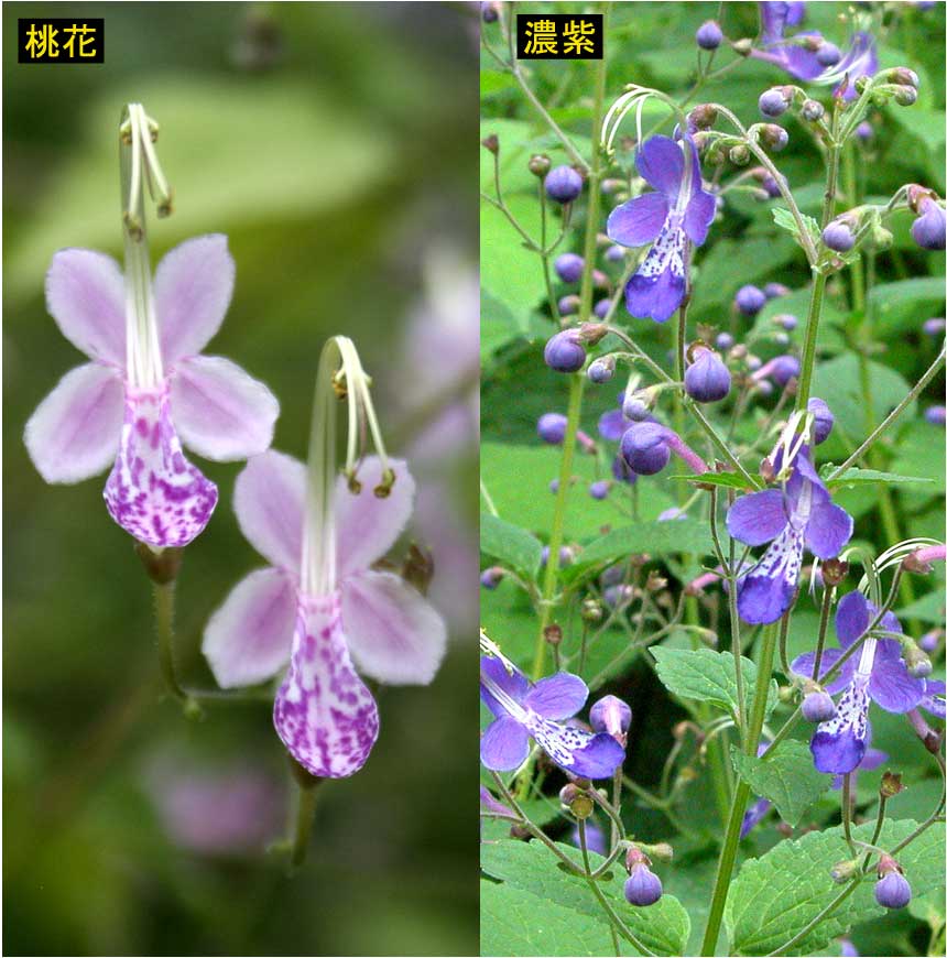 山野草】カリガネソウ 2種各2ポットセット | | お買い得セット | 四国