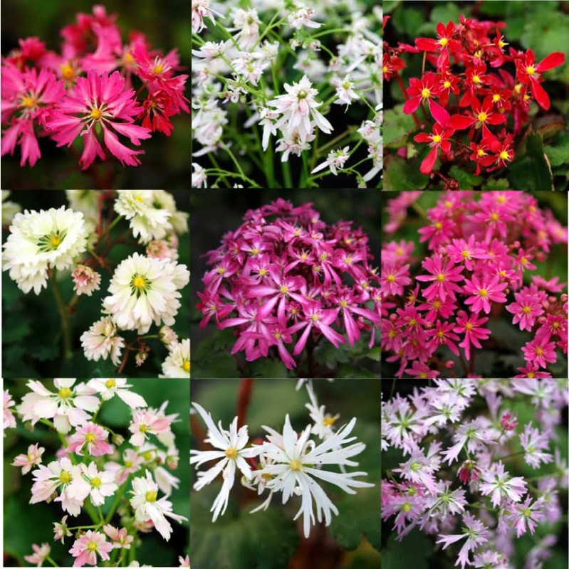 山野草】大文字草銘品品種見計らい 10種10株 | | お買い得セット