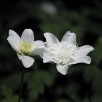 �ڻ������Ȭ�ź饤������10�ݥåȤޤȤ��㤤