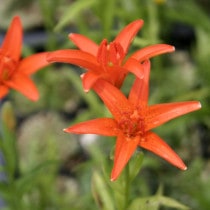 �ڤ��䤤��碌�ۡڻ�����۰��ɥҥ��ꡡ100���ޤȤ��㤤