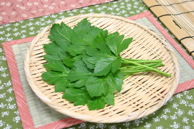 野菜ハーブ アシタバ 20株 野菜ハーブ アシタバ 20株