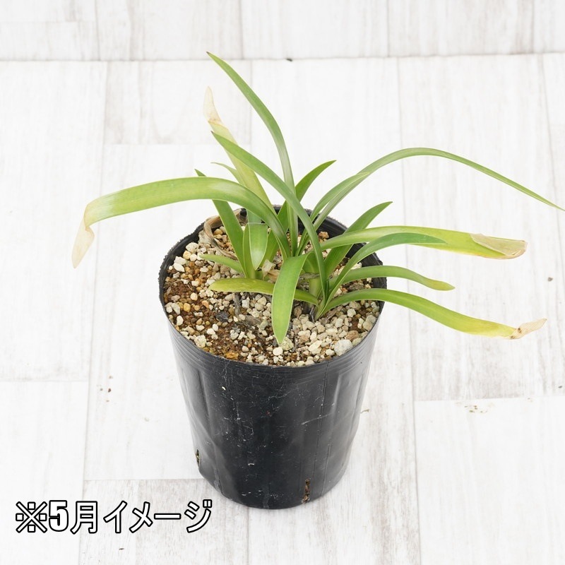 バプティシア「ダッチ・チョコレート」4号ロングポット ※仮植え苗