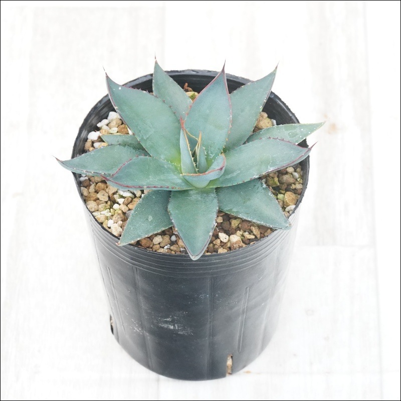 アガベ「ブルー・エンバー」 3号ロングポット | | アガベ