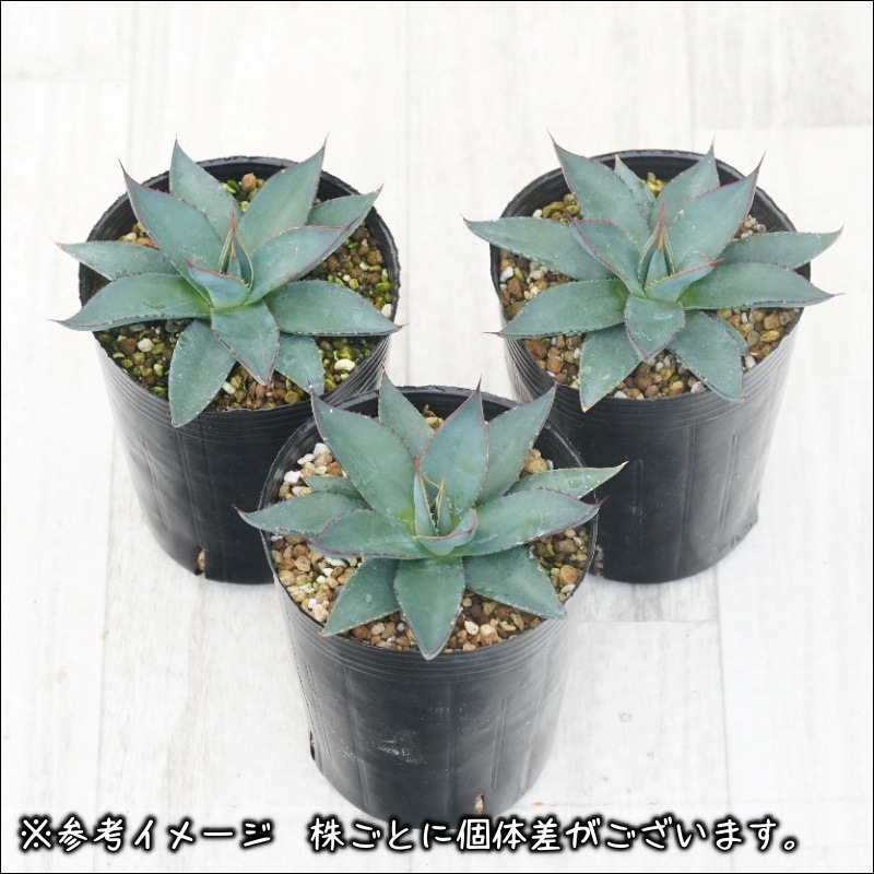 �����١֥֥롼������С��ס�3����󥰥ݥå�