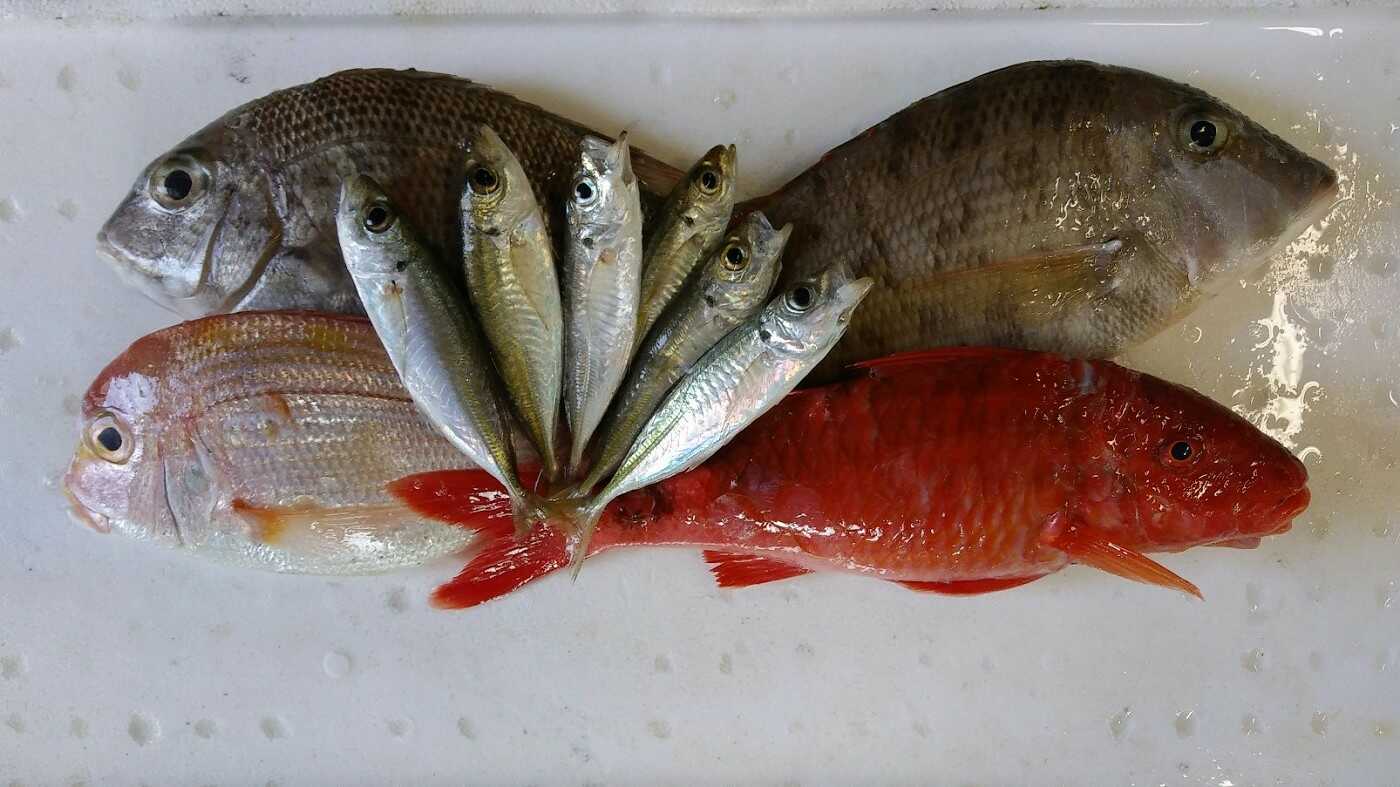 パルナシウス・ブレメリ（1オス、北朝鮮産） Amazon | JUN プレミアムクリル セレクト 82g 大型魚