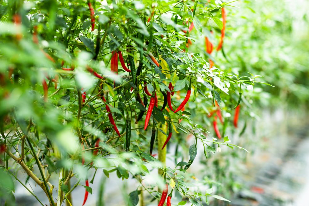 おきなわの有機南部島唐辛子(ホールタイプ) 4g