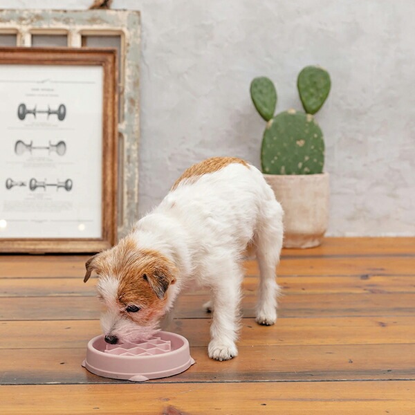 �ե�����������ե��������ܥ���/XS/�ԥ�/�ߥ�� OUTWARD HOUND �����ȥ�ɡ��ϥ���� ���� �������ա��� �������� �к� DADWAY ���åɥ����� �ڥå� �� �������