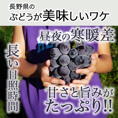 旅サラダで紹介】＼限定／3種のぶどうぷちおやき シャインマスカット