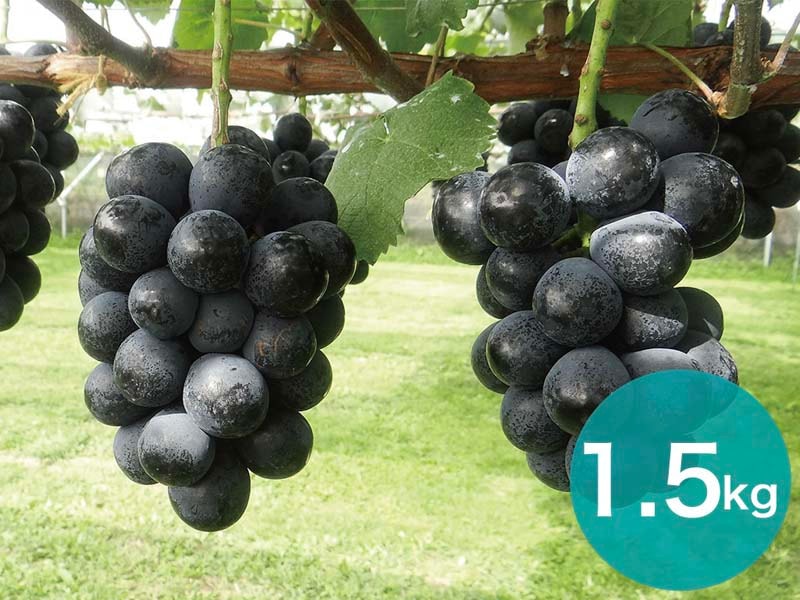 ナガノパープル約1.5kg(3～4房)【宅配贈答専用】