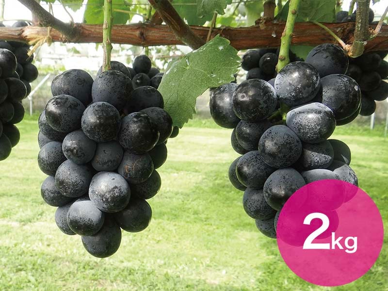 ナガノパープル約2kg(3～5房)【宅配贈答専用】