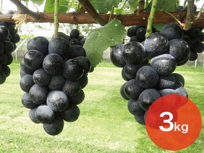 ナガノパープル約3kg(5～8房)【宅配贈答専用】