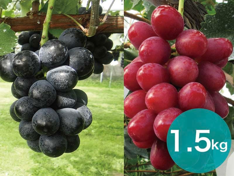 【2種セットB】ナガノパープル＆クイーンルージュセット約1.5kg(3～4房)【宅配贈答専用】