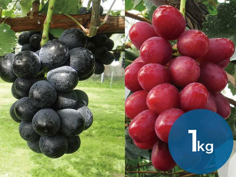 【2種セットB】ナガノパープル＆クイーンルージュセット約1kg(2～3房)【宅配贈答専用】