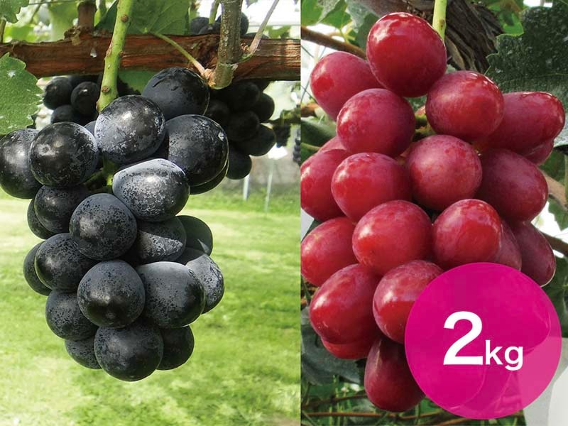 【2種セットB】ナガノパープル＆クイーンルージュセット約2kg(3～5房)【宅配贈答専用】