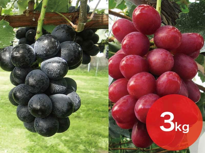 【2種セットB】ナガノパープル＆クイーンルージュセット約3kg(5～8房)【宅配贈答専用】