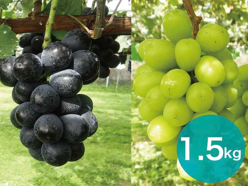 【2種セットA】ナガノパープル＆シャインマスカットセット約1.5kg(3～4房)【宅配贈答専用】