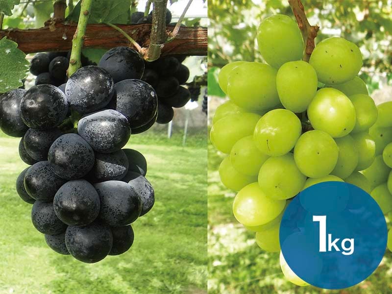 【2種セットA】ナガノパープル＆シャインマスカットセット約1kg(2～3房)【宅配贈答専用】