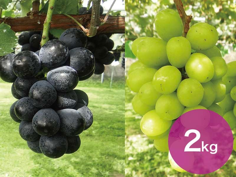 【2種セットA】ナガノパープル＆シャインマスカットセット約2kg(3～5房)【宅配贈答専用】