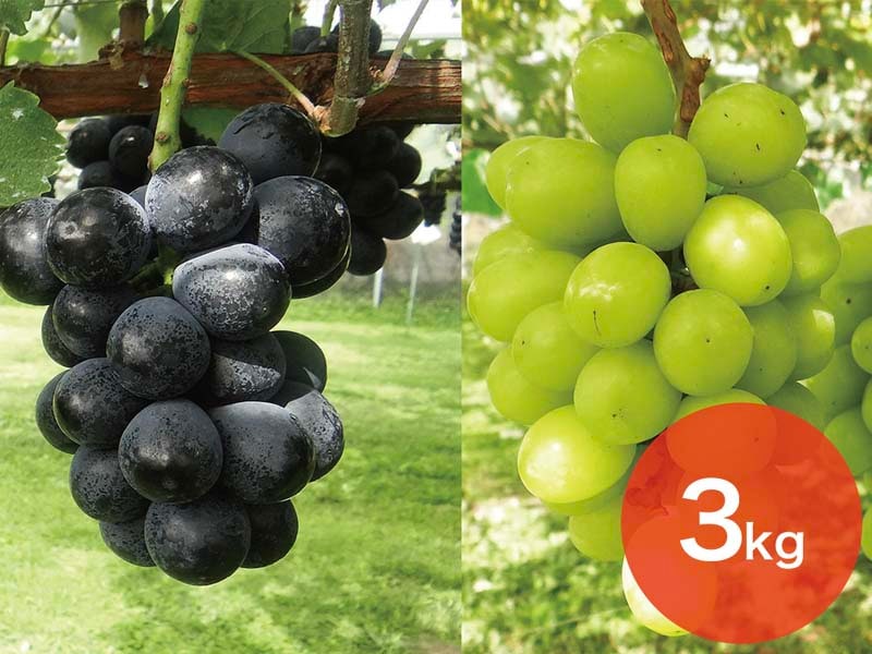 【2種セットA】ナガノパープル＆シャインマスカットセット約3kg(5～8房)【宅配贈答専用】