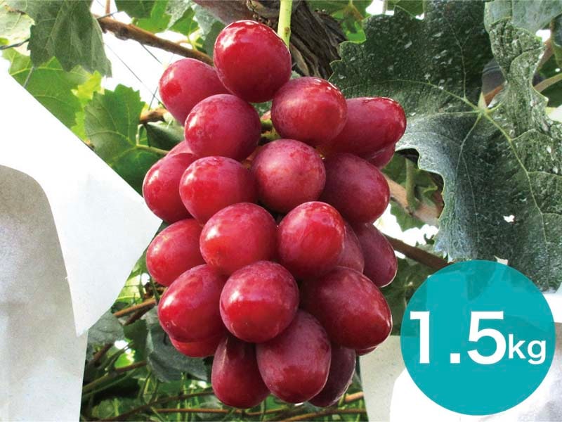 クイーンルージュ約1.5kg(3～4房)【宅配贈答専用】