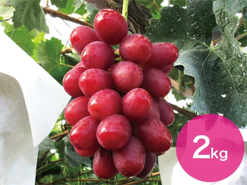 クイーンルージュ約2kg(3～5房)【宅配贈答専用】